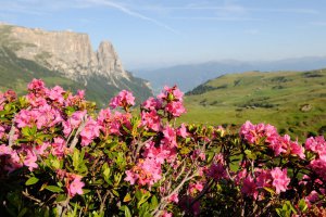 Mountain biking on the Alpe di Siusi 05